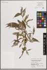 Foto von Salix fragilis L.